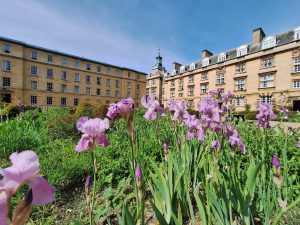 Purple irises in Third Court