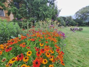 Orange flowers in the Fellows' Garden at Christ's College.