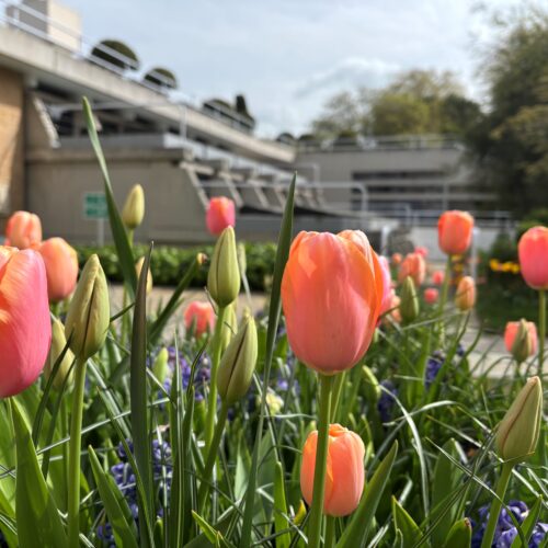 A close up of peach tulips featuring New Court (Typewriter building) in the background.