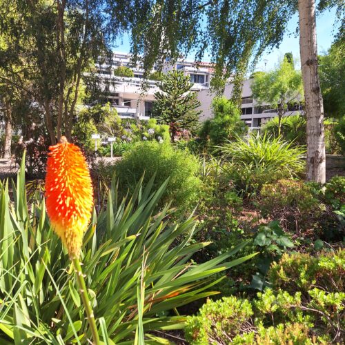 Beautiful Firecracker Type Plants in the Darwin Garden at Christ's College