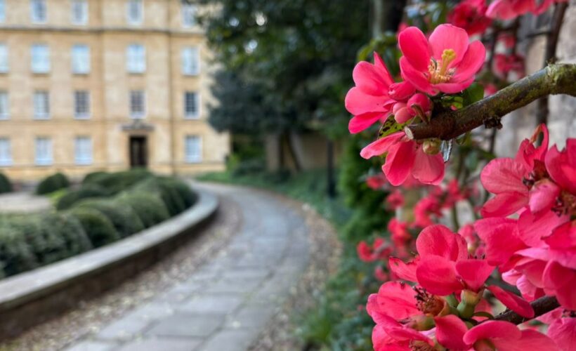 Pretty raspberry pink flowers with a building in Third Court in the background.