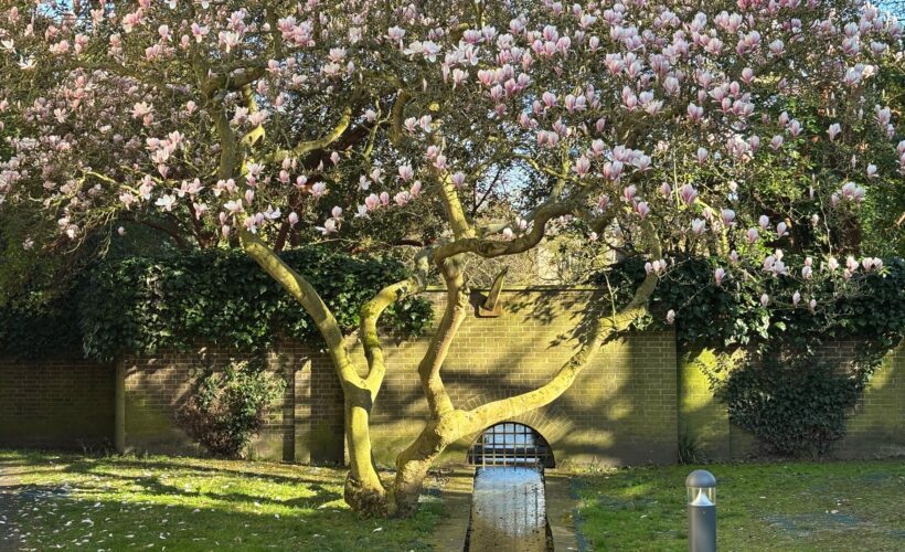 The Magnolia Tree in bloom at Christ's College, Cambridge
