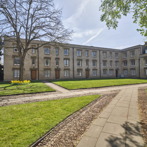Second Court in the sunshine featuring a tree surrounded by daffodils.