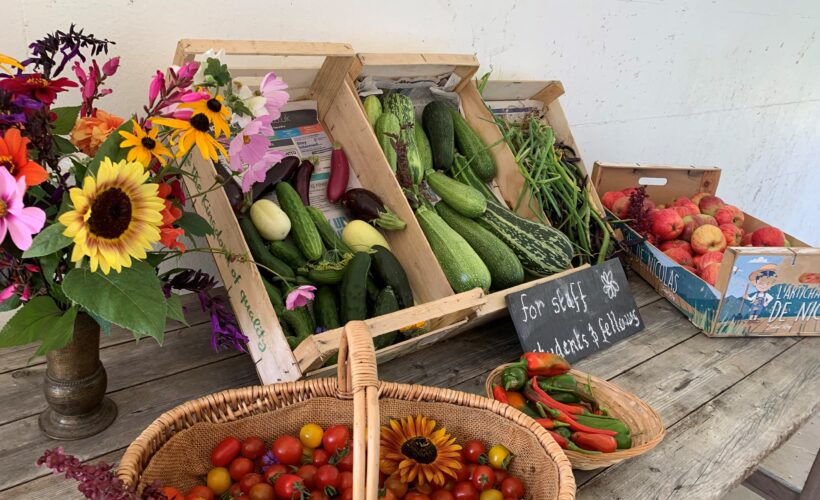 Christ's College Homegrown Vegetables